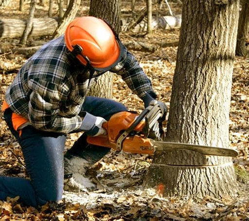Tree Removal in Wolsey, SD